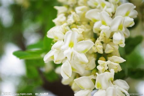 小槐花種植|小槐花 (護理, 特徵, 分佈, 圖片)